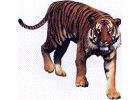 tigre